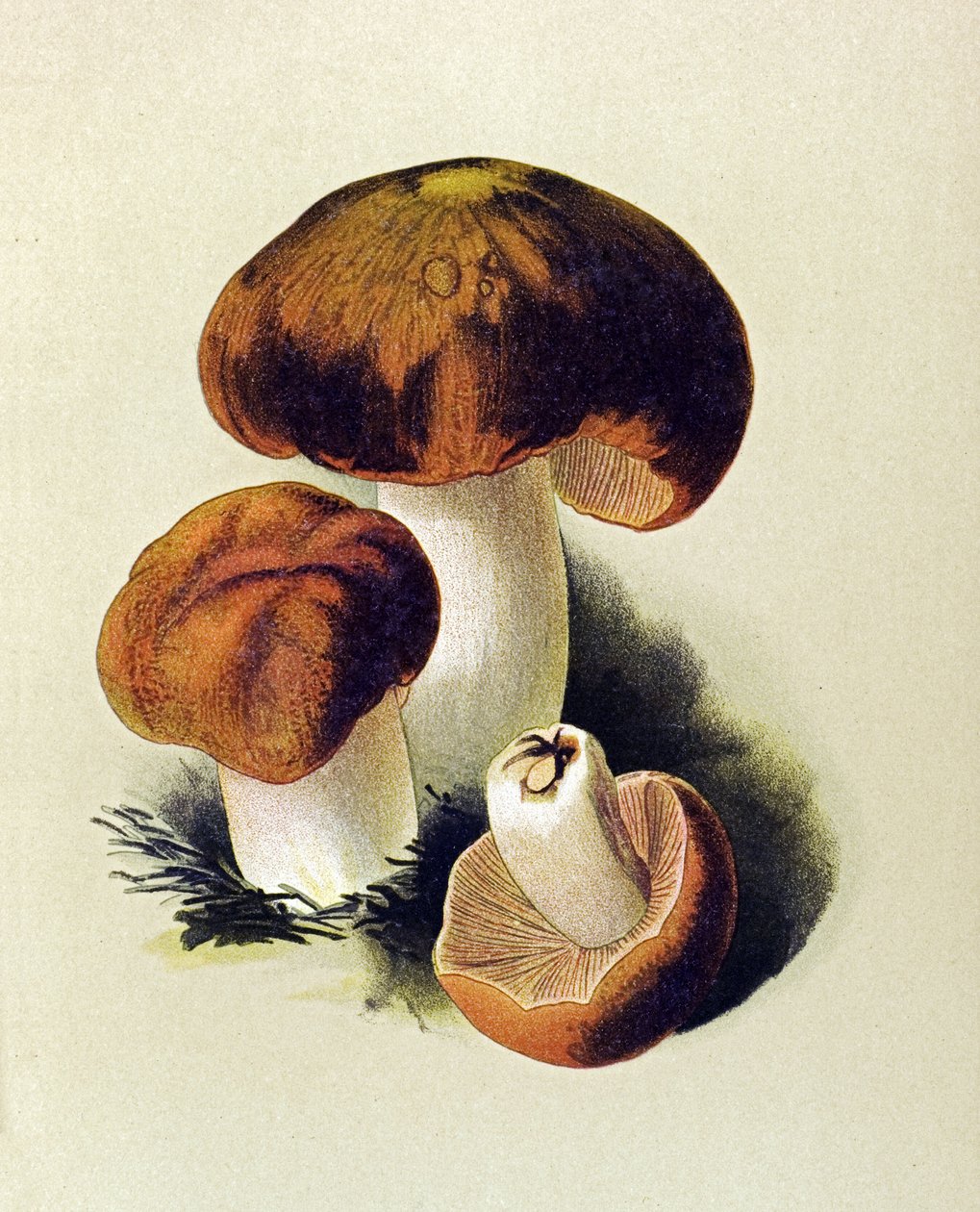 Tablica botaniczna z toksycznym grzybem (trującym): Russule foetens (Russula foetens) autorstwa Unbekannter Künstler
