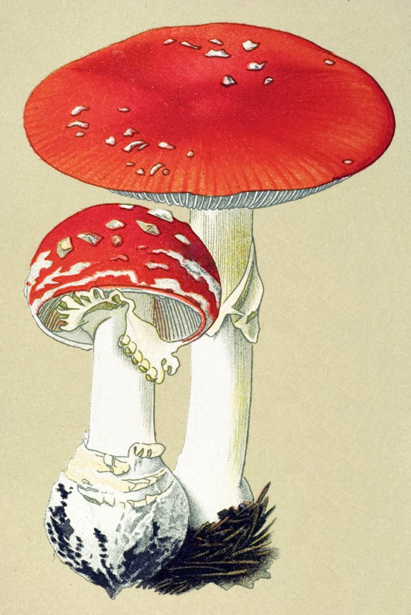 Tablica botaniczna z toksycznym grzybem (jadowity): alanit muchowy (zabija muchy) lub pomarańcza fałszywa (Amanita muscaria) autorstwa Unbekannter Künstler