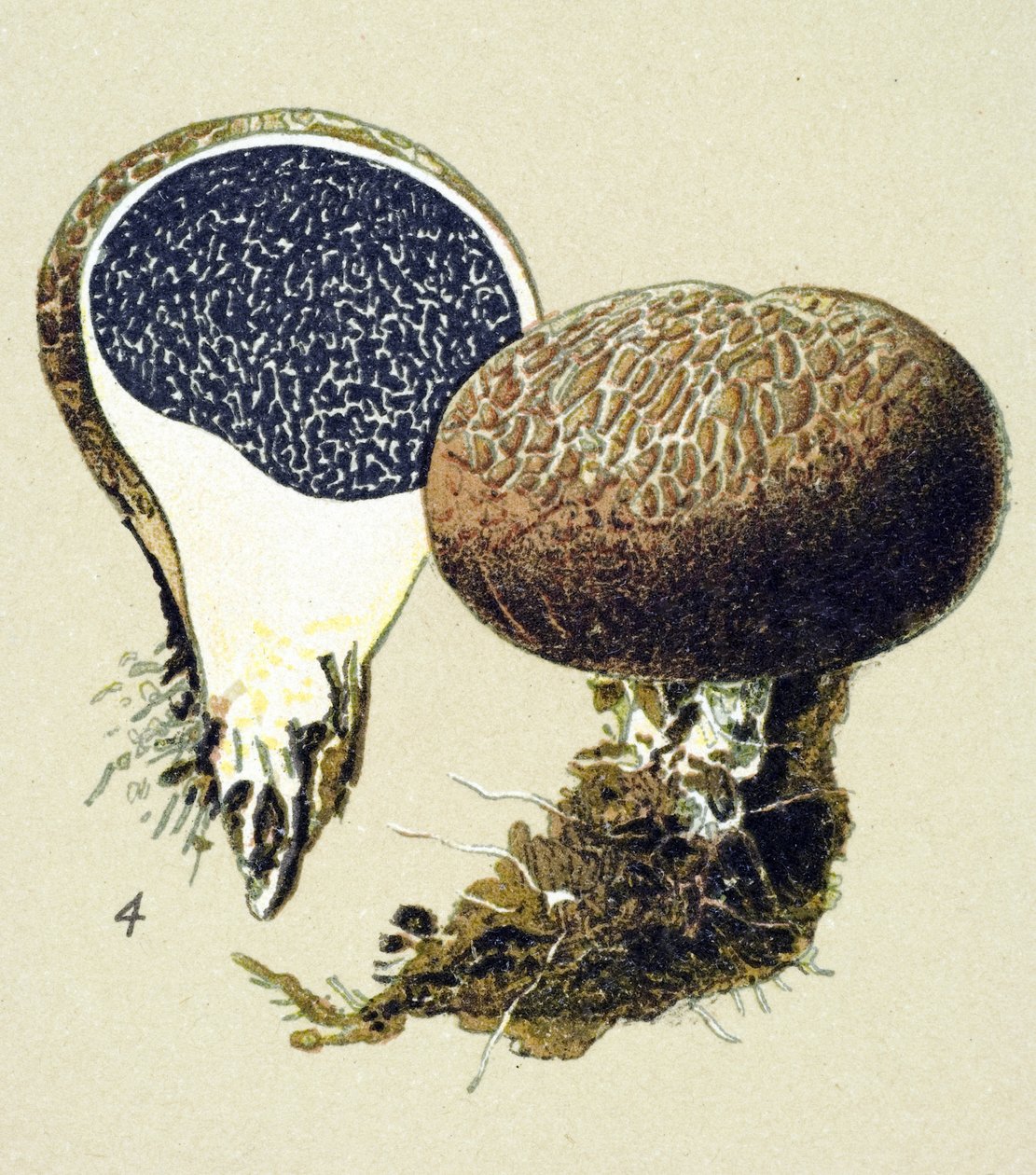 Tablica botaniczna z toksycznym grzybem (żylnym): twardzina wulgarna (Scleroderma vulgare) autorstwa Unbekannter Künstler
