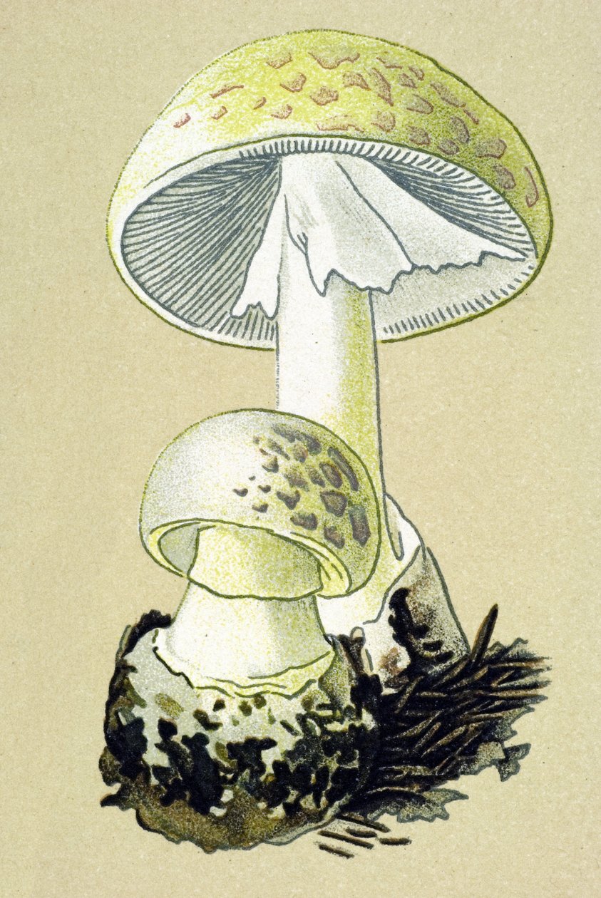 Tablica botaniczna z grzybem toksycznym (żylnym): amanit falliczny (Amanita phalloides) autorstwa Unbekannter Künstler