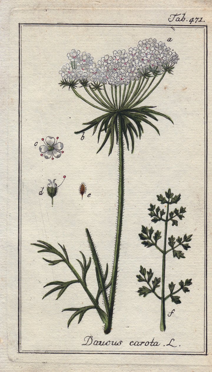 Botaniczne: kwiat marchwi - Kwiaty i liście marchwi, Daucus carota. Ręcznie kolorowany miedzioryt na podstawie rysunku B. Thannera z "Icons plantarum medicinalium" Johannesa Zorna, Niemcy. autorstwa Unbekannter Künstler
