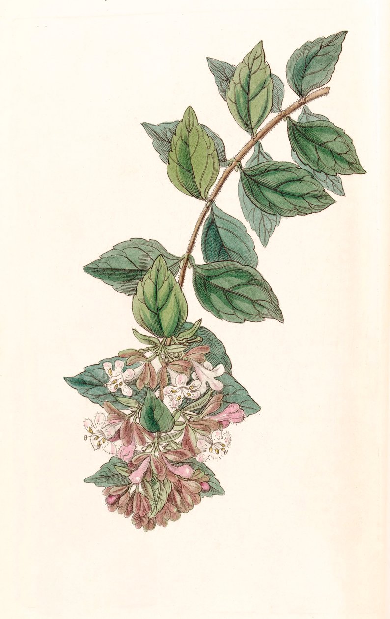 Ilustracja botaniczna/Abelia chinensis/Abelia rupestris/Abelia of China/Abelia Rock autorstwa Unbekannt