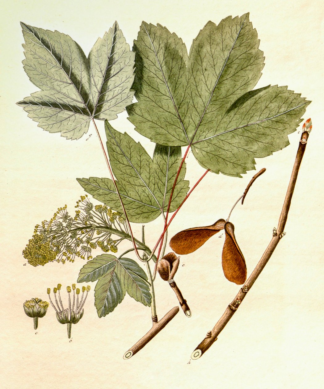 Ilustracja botaniczna/Acer pseudoplatanus/Klon jawor autorstwa Unbekannt