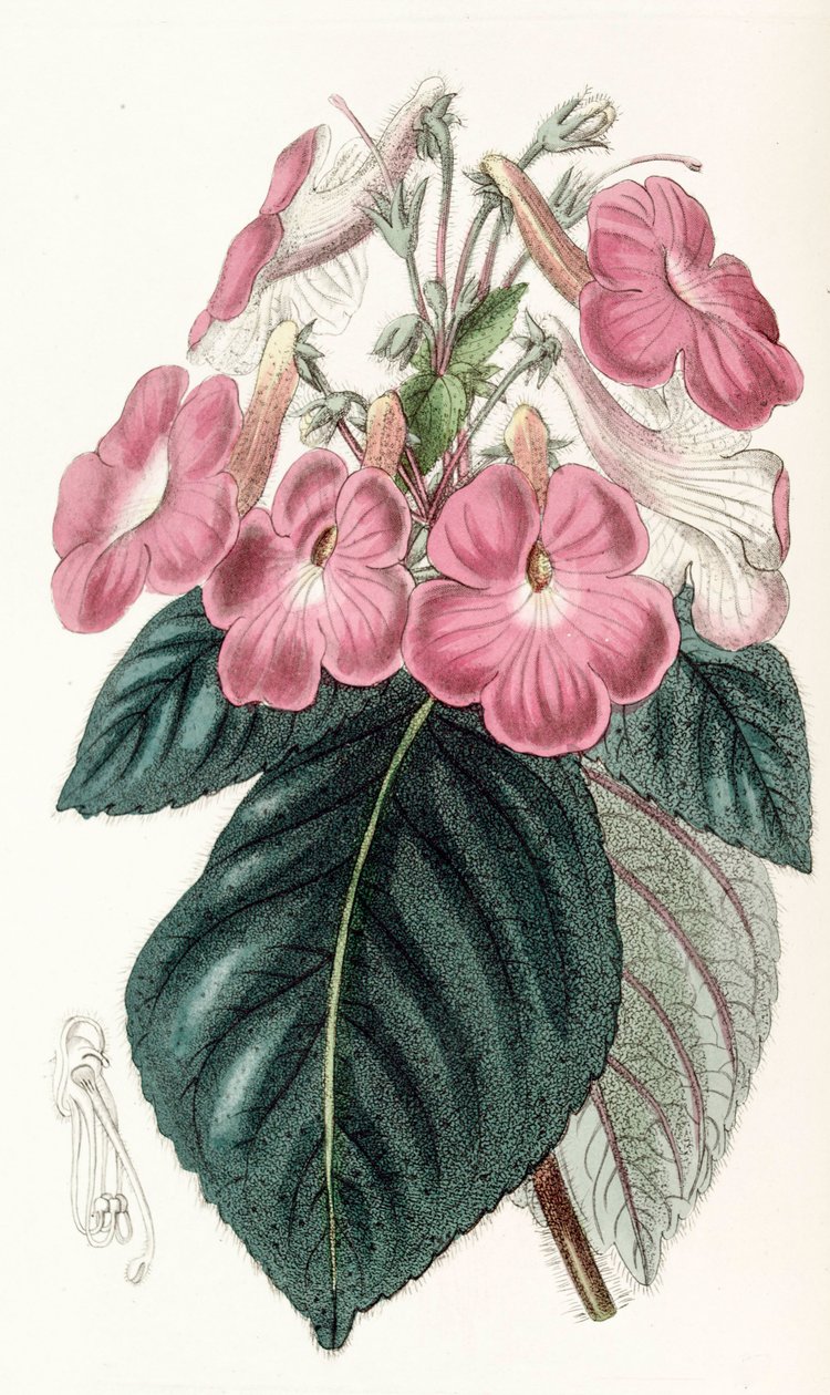 Ilustracja botaniczna/Achimenes grandiflora/Achimene ma duże kwiaty autorstwa Unbekannt