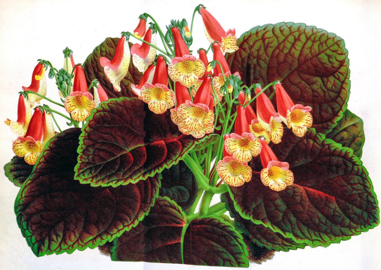 Ilustracja botaniczna/Achimenes naegelioides/Achimene autorstwa Unbekannt