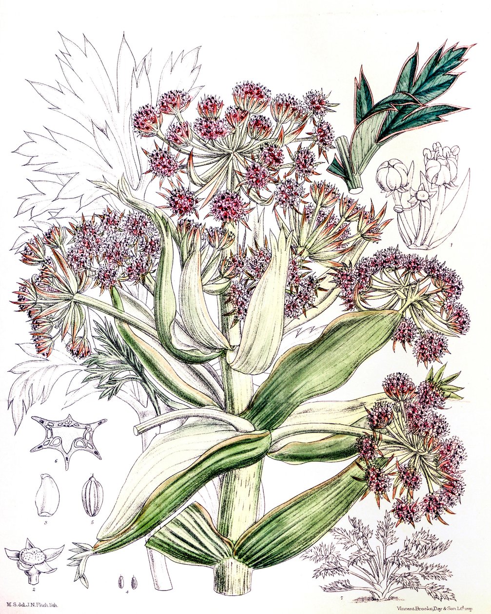 Ilustracja botaniczna/Aciphylla latifolia/Anisotome latifolia/szeroka Aciphyll autorstwa Unbekannt