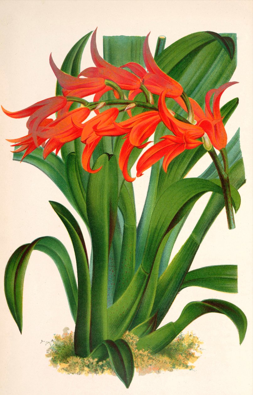 Ilustracja botaniczna/Ada aurantiaca autorstwa Unbekannt