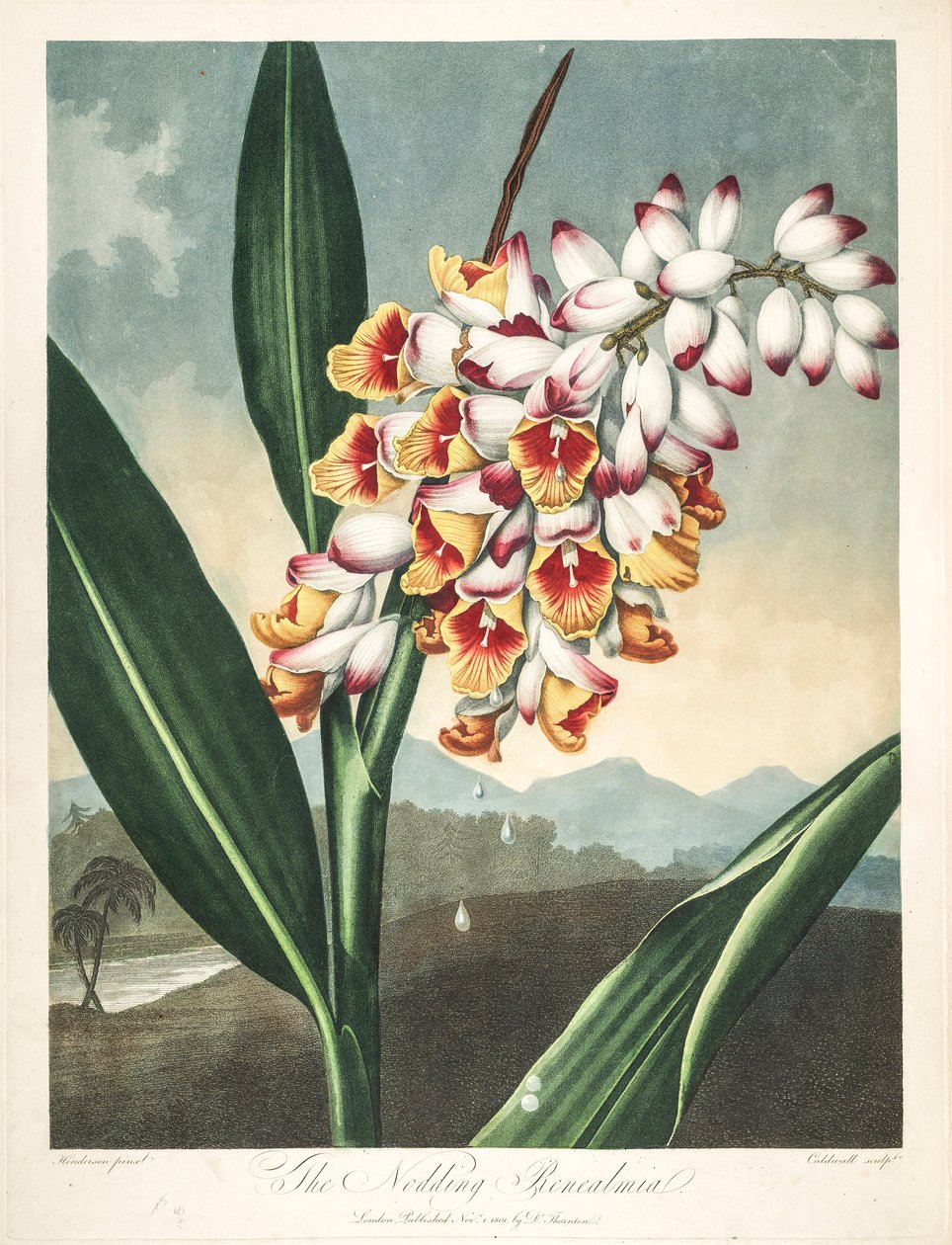 Ilustracja botaniczna/Alpinia zerumbet, czyli kwiat mojej duszy, łzy dziewicy, muszla imbiru czy nawet kwiat raju autorstwa Unbekannter Künstler