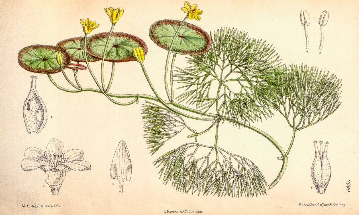 Ilustracja botaniczna/Cabomba aquatica autorstwa Unbekannt