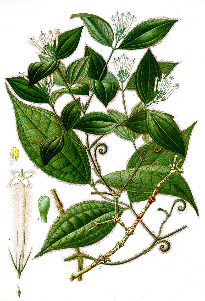 Ilustracja botaniczna/Strychnos toxifera/Curare autorstwa Unbekannt
