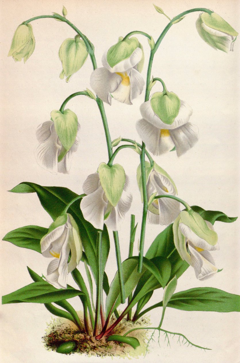 Ilustracja botaniczna / Utricularia alpina / Utricular alpine autorstwa Unbekannt
