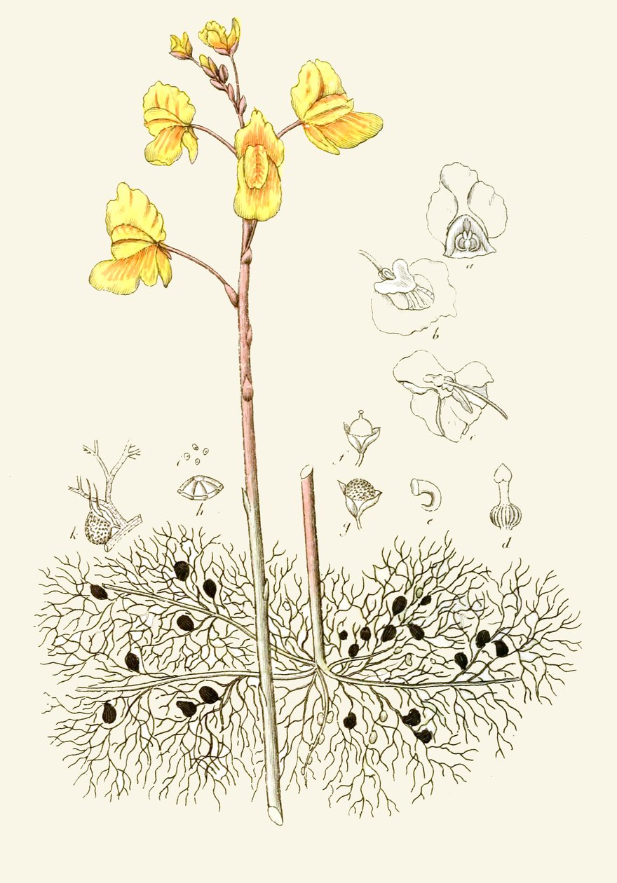 Ilustracja botaniczna / Utricularia vulgaris / Wspólna łagiewka autorstwa Unbekannt