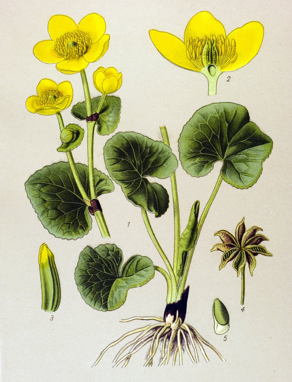 Deska botaniczna. Roślina żylna (toksyczna): populacja bagienna (Caltha palustris) autorstwa Unbekannter Künstler