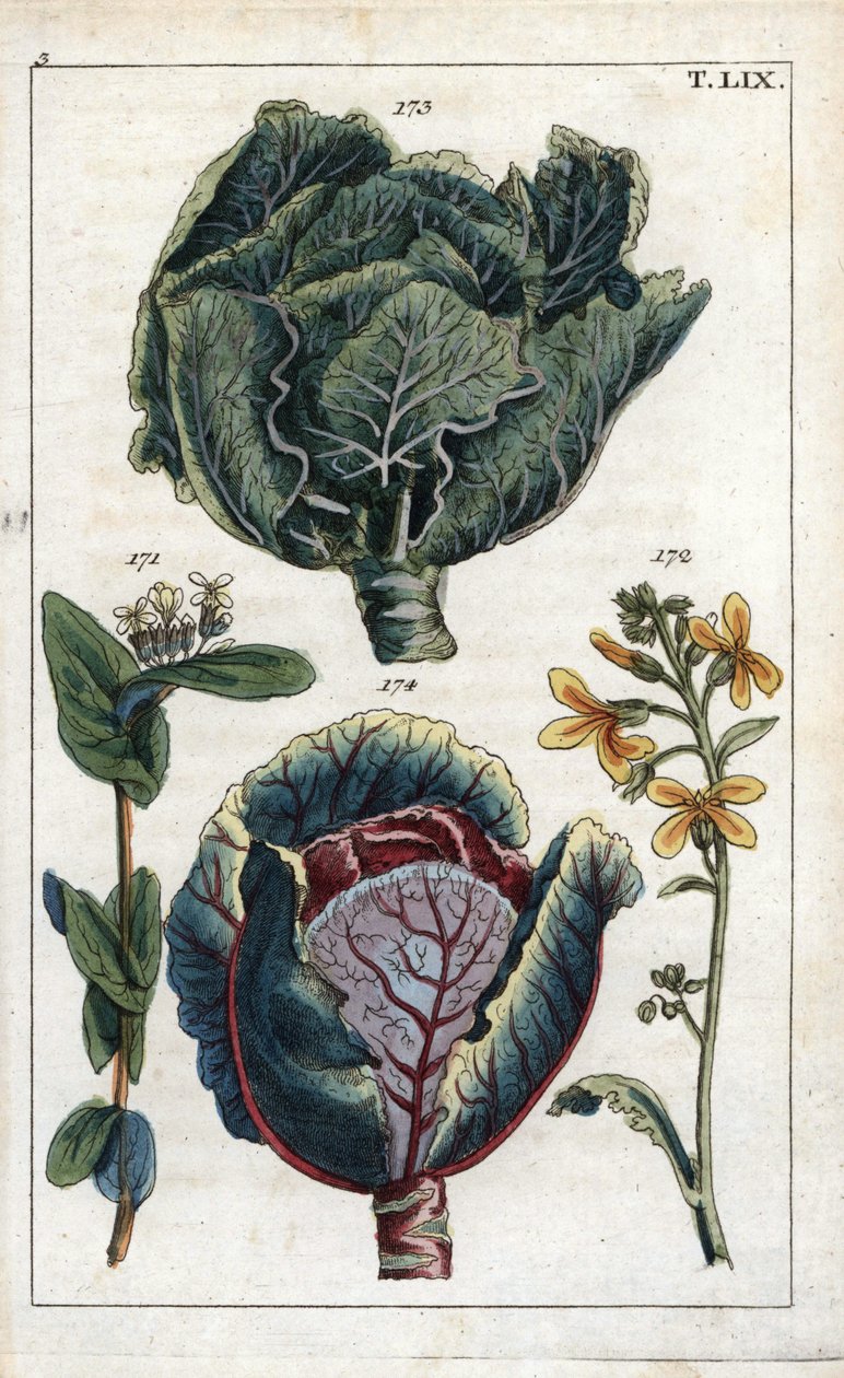 Botanika: kapusta, kapusta włoska, Brassica oleracea capitata, kwiat 172 i główka liści 173, kapusta czerwona, Brassica oleracea rubra autorstwa Unbekannter Künstler
