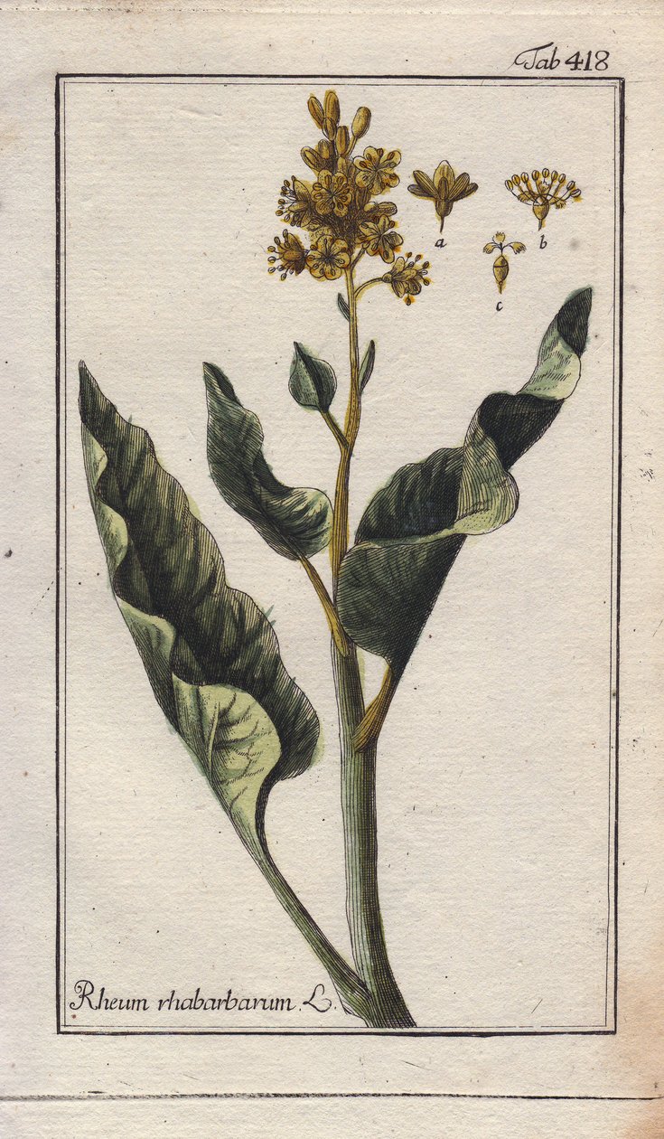Botanika: liście rabarbaru - Liście rabarbaru, Rheum rhabarbarum. Ręcznie kolorowany miedzioryt na podstawie rysunku B. Thannera z "Icons plantarum medicinalium" Johannesa Zorna, Niemcy. autorstwa Unbekannter Künstler