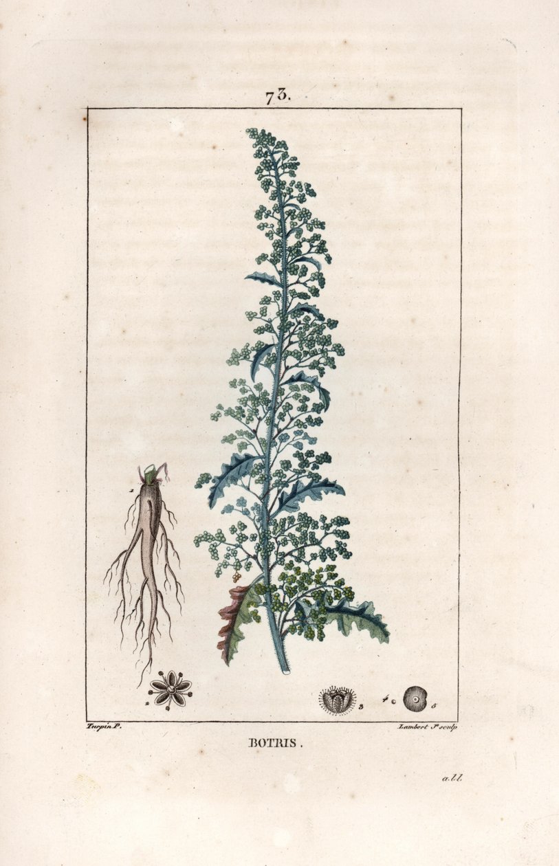 Botris (Chenopodium botrys) - rycina autorstwa Lambert fils, według rysunku Pierre Jean Francois Turpin (1775-1840), z La flore medicale, Chaumeton, Poiret et Chamberet, Paryż 1830 - Gęsiówka jerozolimska, Dysphania botrys - rycina autorstwa Lambert Ju autorstwa Unbekannter Künstler