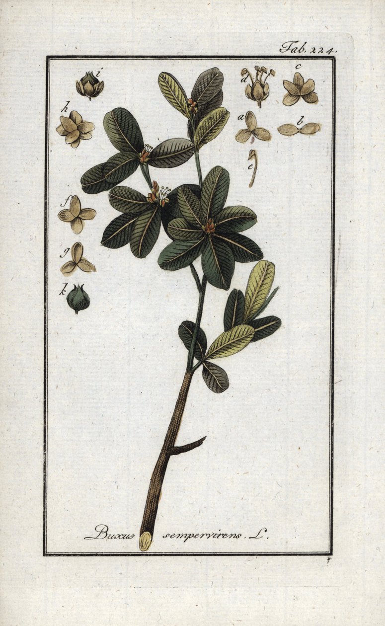 Bukszpan lub jeszcze zielony bukszpan (Buxus sempervirens). Litografia z "Afbeelding der Artseny-Gewassen" Johannesa Zorna (1739-1799), Holandia autorstwa Unbekannter Künstler