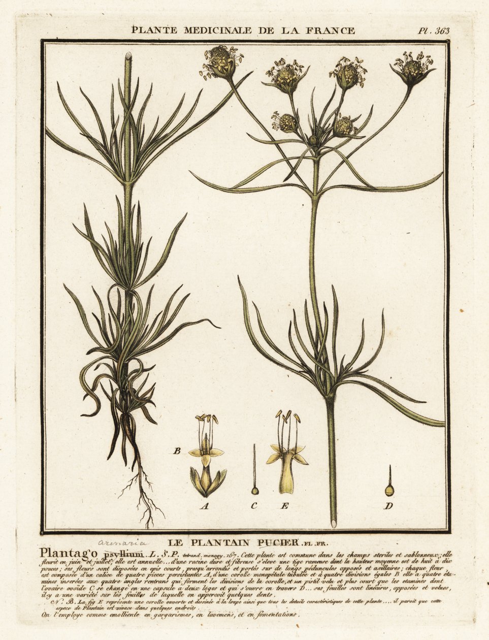 Babka rozgałęziona, Plantago indica. autorstwa Unbekannter Künstler
