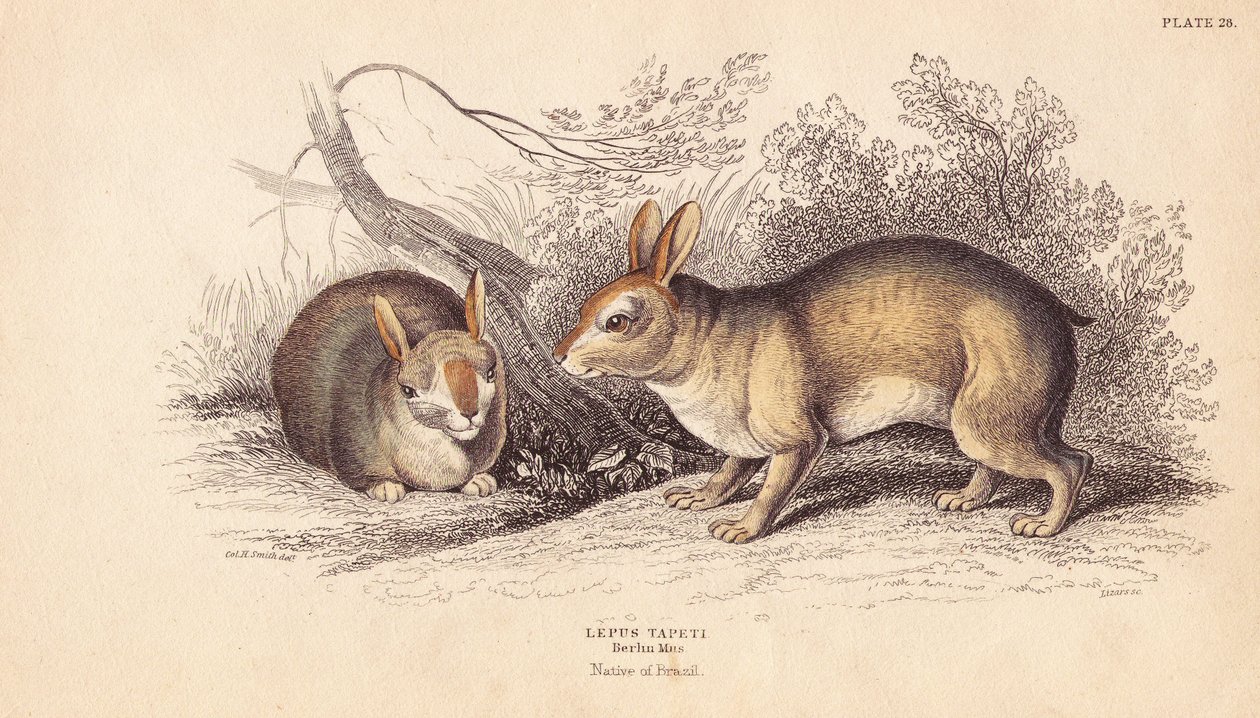 Królik brazylijski, Sylvilagus brasiliensis (Lepus tapeti). Na podstawie okazów z Muzeum Berlińskiego. Ręcznie kolorowany staloryt Lizarsa na podstawie ilustracji Charlesa Hamiltona Smitha z William Jardine