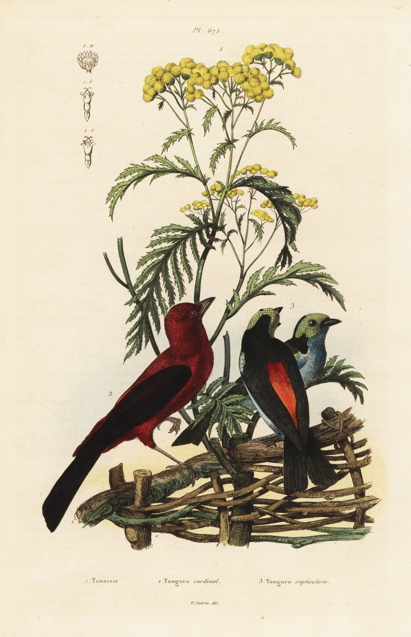 Tanager brazylijski, Rumpocelus Brasilix i Tanager Paradise, Tanger Chilensis autorstwa Unbekannt