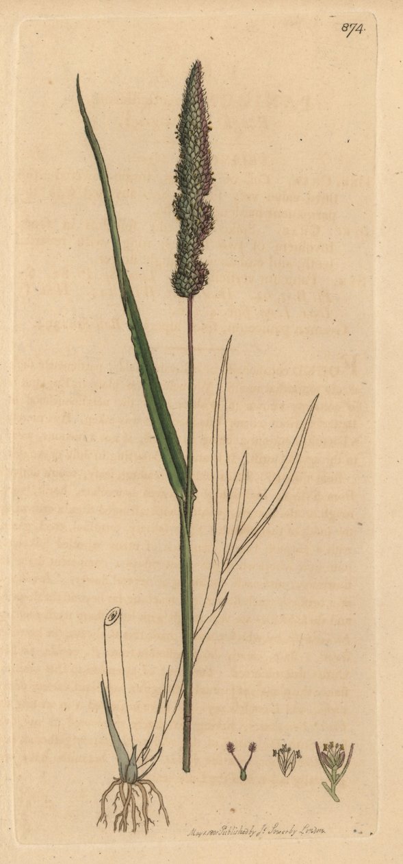 Setaria verticillata (wiechlina zwyczajna, Panicum verticillatum) (setaire zielony) Ręcznie kolorowany miedzioryt według rysunku Jamesa Sowerby