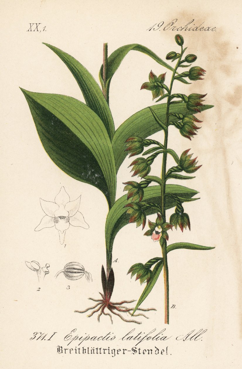 Ciemiernik szerokolistny - Ciemiernik szerokolistny, Epipactis helleborine (Epipactis latifolia). Ręcznie kolorowana litografia z Flory Niemiec (Flora von Deutschland) Diedericha von Schlechtendala, Jena autorstwa Unbekannter Künstler