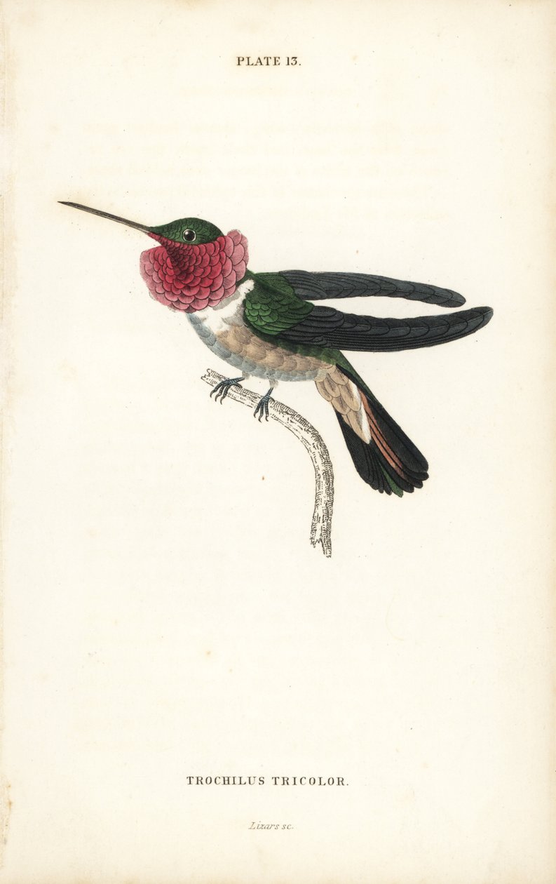 Koliber szerokodzioby, Selasphorus platycercus (koliber trójbarwny, Trochilus tricolor). Ręcznie kolorowana stalowa rycina autorstwa Williama Lizarsa z Sir William Jardine