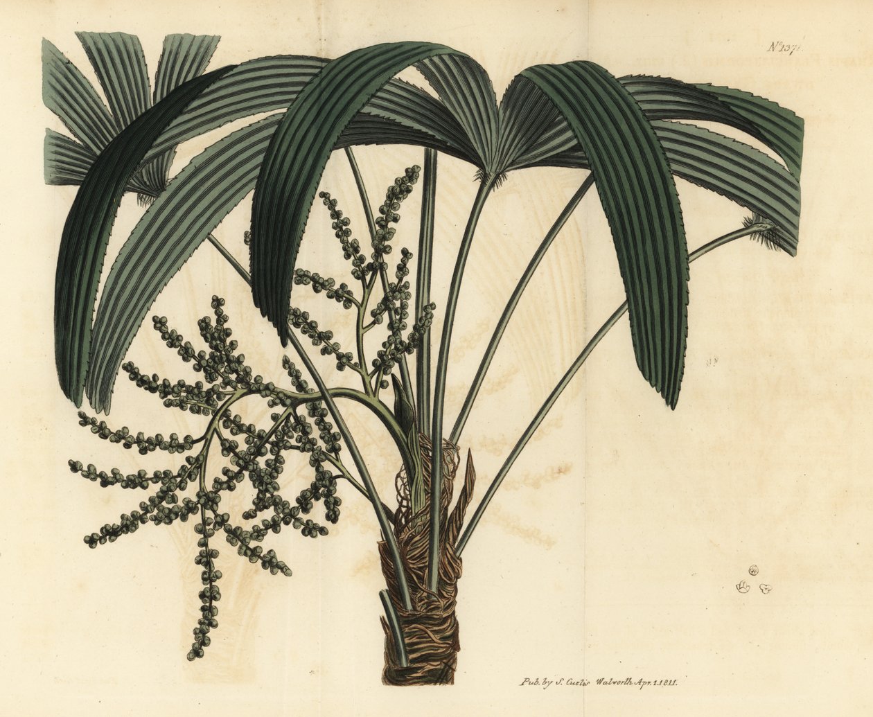 palma szerokolistna, Rhapis excelsa (samce ratan karłowaty naziemny, samiec Rhapis flabelliformis autorstwa Unbekannt