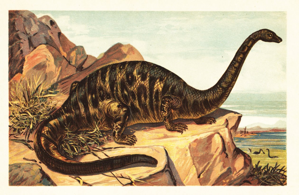 Brontosaurus excelsus, wymarły gatunek gigantycznego czworonoga sau1908 (litografia) autorstwa Unbekannter Künstler