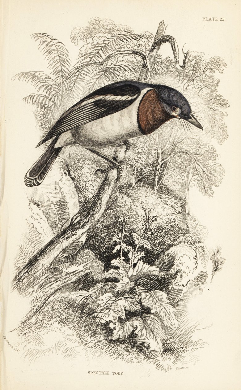 Brązowogardły, Platysteira cyanea (Pokaż tody, Platystera lobata). Ręcznie kolorowany staloryt autorstwa Williama Lizarsa na podstawie ilustracji Williama Swainsona z Naturalist