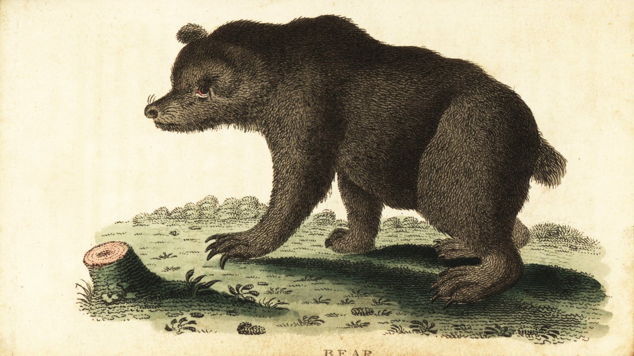 Niedźwiedź brunatny, Ursus arctos., 1800 (rycina) autorstwa Unbekannter Künstler