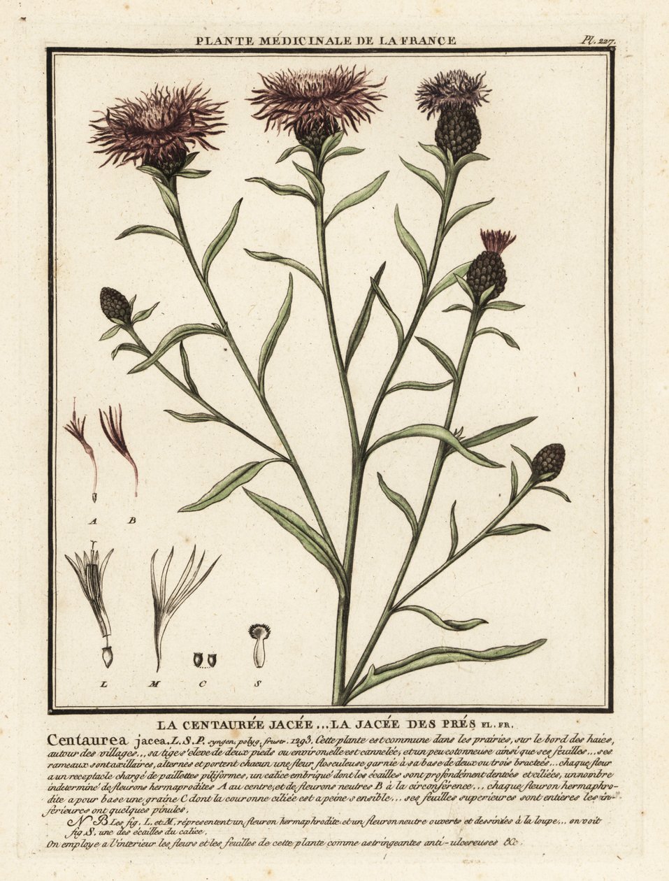 Chaber brunatny, Centaurea jacea. autorstwa Unbekannter Künstler