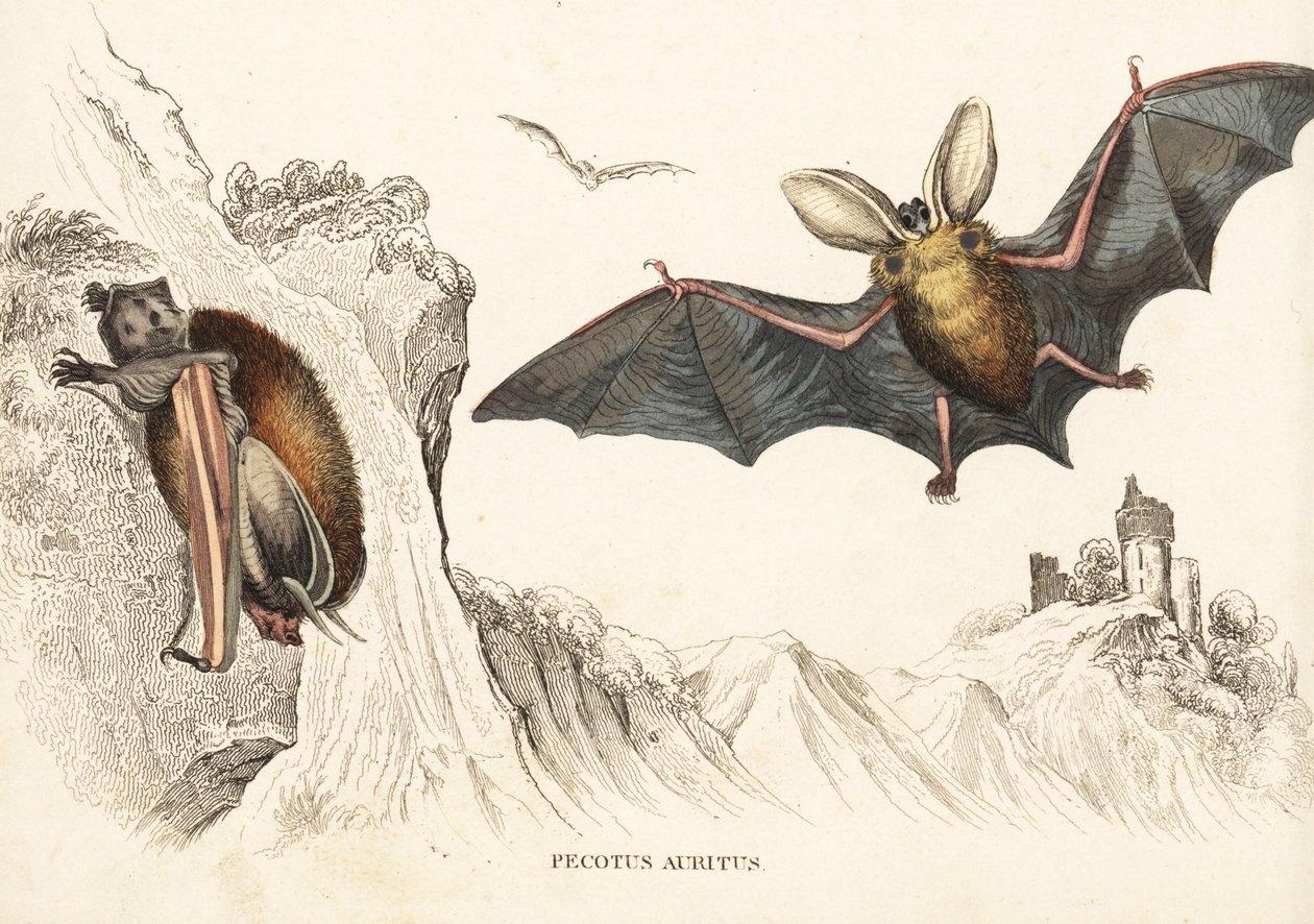 Nietoperz brunatny lub gacek brunatny. Ręcznie kolorowany staloryt z Galerii Historii Naturalnej Georga Friedricha Treitschke, Naturhistorischer Bildersaal des Thierreiches, Liepzig-1842. autorstwa Unbekannter Künstler
