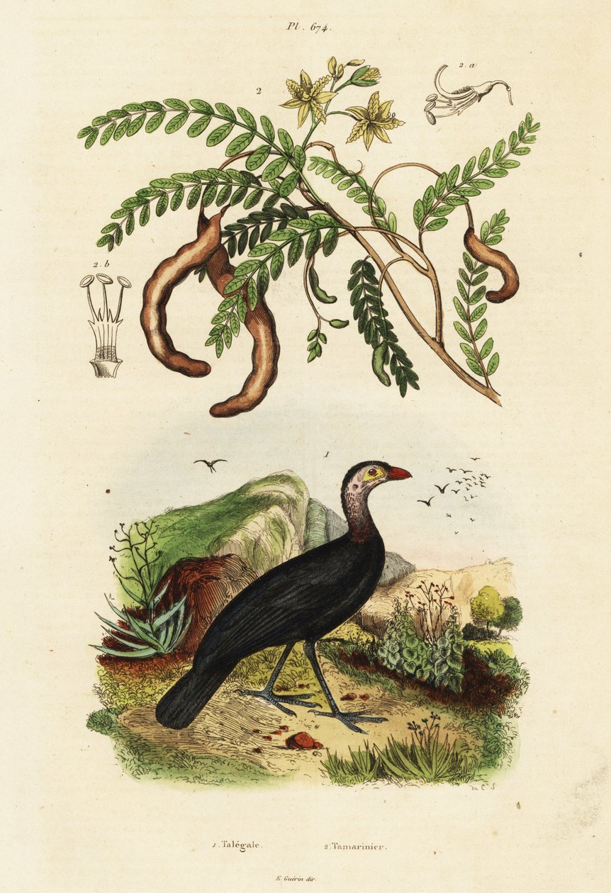 Indyk pędzel i tamaryndowiec, 1834-1839 (grafika) autorstwa Unbekannter Künstler
