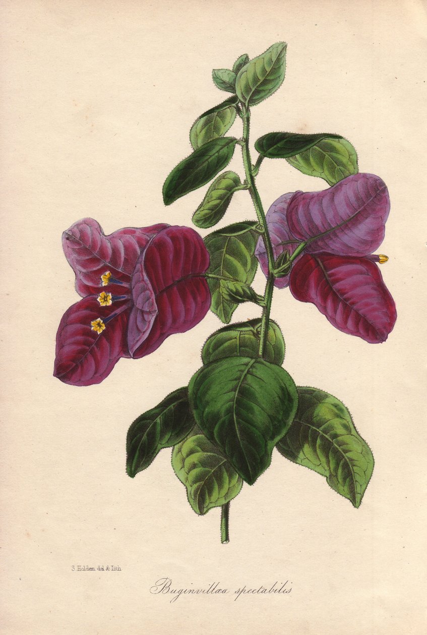 Buginvillaea spectabilis (La bougainvillee lub bugenwilla). Ręcznie kolorowana litografia narysowana przez Samuela Holdena dla Sir Josepha Paxtona w "Magazine of Botany", Londyn, W.S. Orr autorstwa Unbekannter Künstler