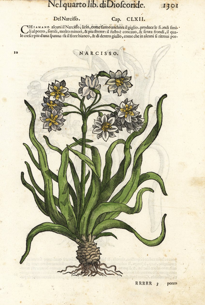 Żonkil gałązkowy, Narcissus tazetta. Ręcznie kolorowany drzeworyt Wolfganga Meyerpicka na podstawie ilustracji Giorgio Liberale z "Discorsi di P.A. Matthioli ne i sei libri della Materia Medicinale di Pedacio Dioscoride" Pietro Andrea Mattioli. autorstwa Unbekannter Künstler