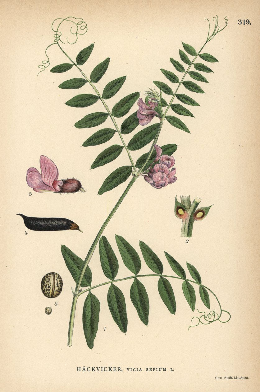 Wyka krzaczasta, Vicia sepium autorstwa Unbekannter Künstler