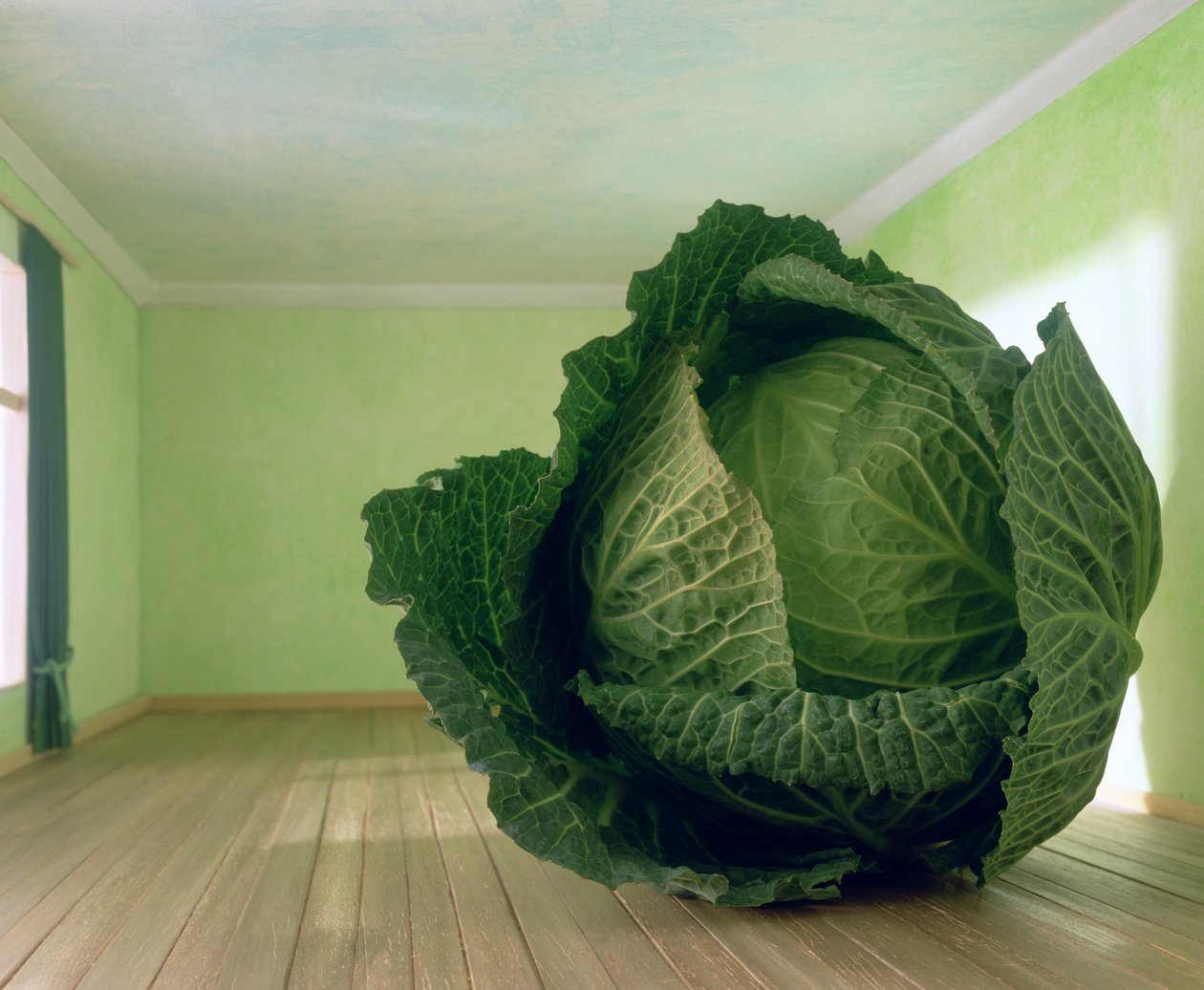 Kapusta (według Magritte