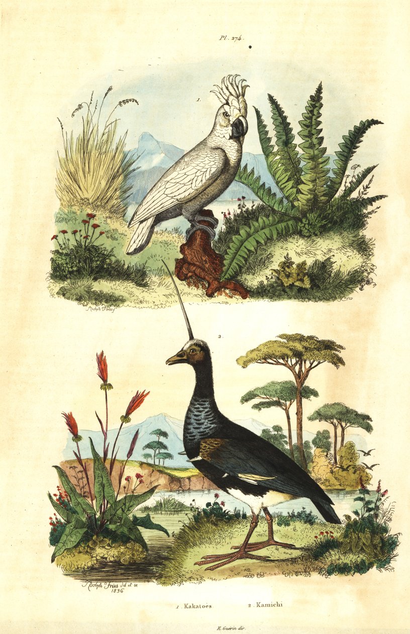 Cacatua galerita, kakadu czubaty siarki i wrzask rogaty, Anhima cornuta Kakatoes et kamichi autorstwa Unbekannt