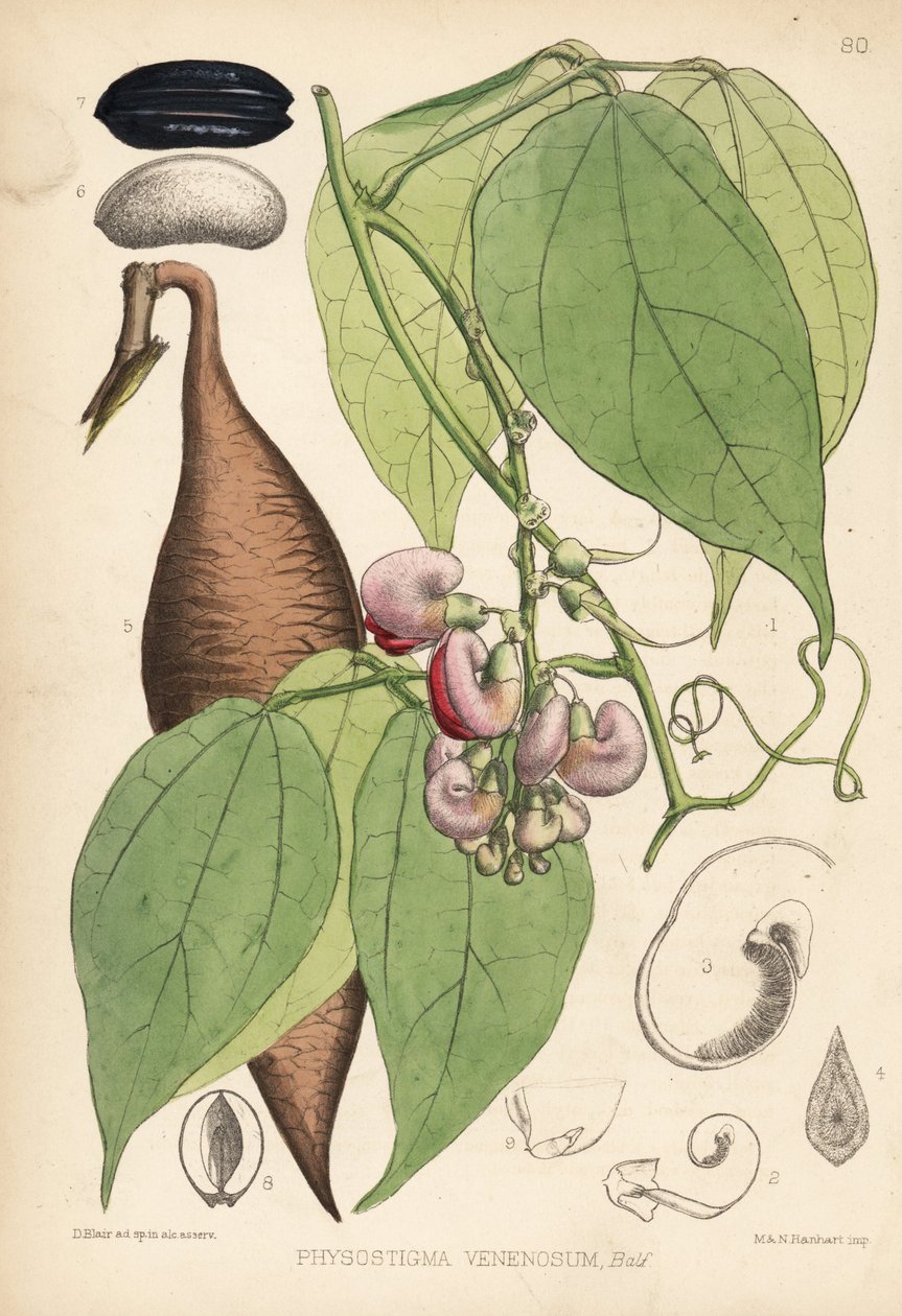 Fasola kalabarska lub fasola ordeal. Physostigma venenosum. Ręcznie kolorowana litografia autorstwa Hanharta na podstawie ilustracji botanicznej Davida Blaira z "Medicinal Plants" Roberta Bentleya i Henry