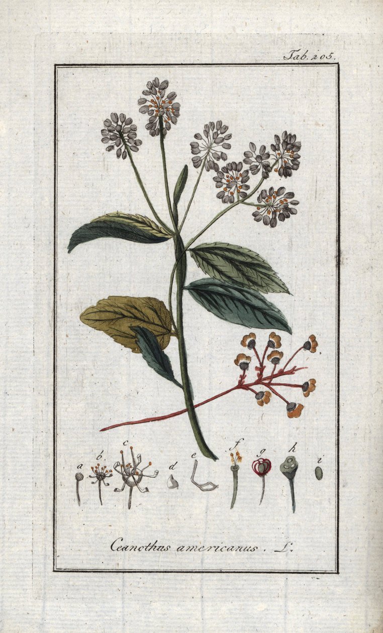 Lilak kalifornijski (Ceanothus americanus). Litografia z "Afbeelding der Artseny-Gewassen" autorstwa Johannesa Zorna (1739-1799), Holandia autorstwa Unbekannter Künstler