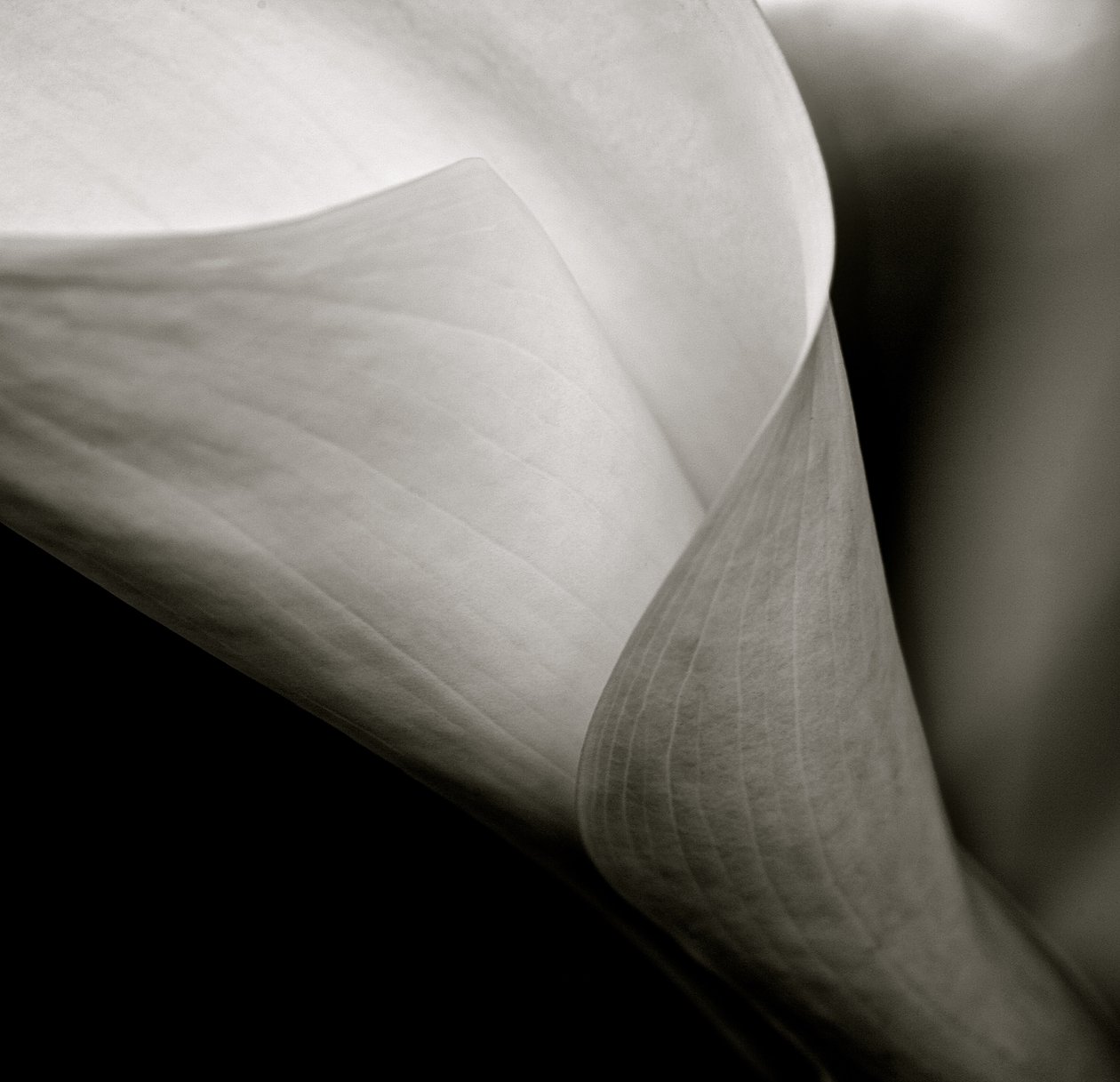 Callalily, 2015 (zdjęcie czarno-białe) autorstwa William M. Timlin
