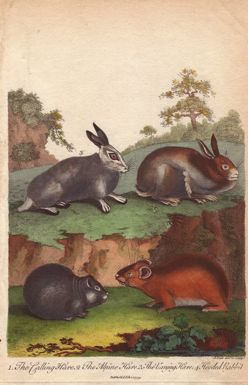 Zając szarak, zając szarak, zając szarak i zając szarak Oryctolagus cuniculus, Lepus capensis, Lepus timidus autorstwa Unbekannter Künstler