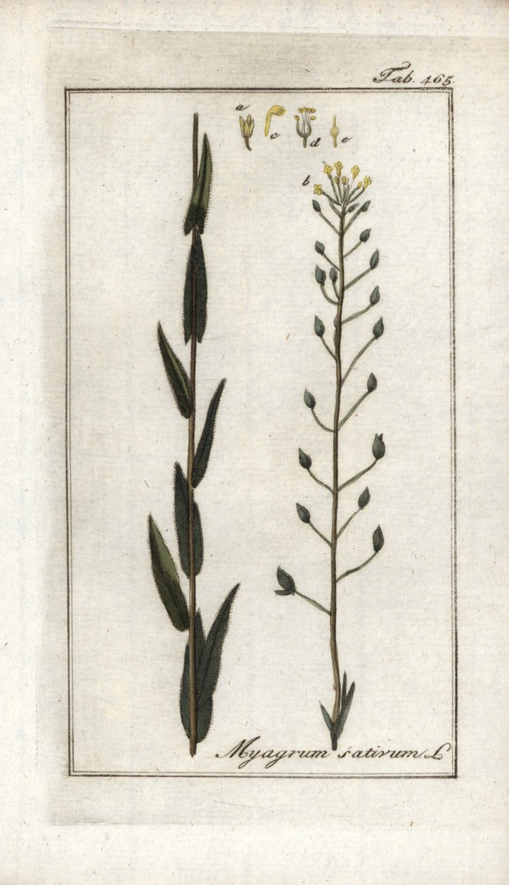 Camelina lub lniany bazard lub sezam z Niemiec (Camelina sativa). Litografia z "Afbeelding der Artseny-Gewassen" Johannesa Zorna (1739-1799), Holandia autorstwa Unbekannter Künstler