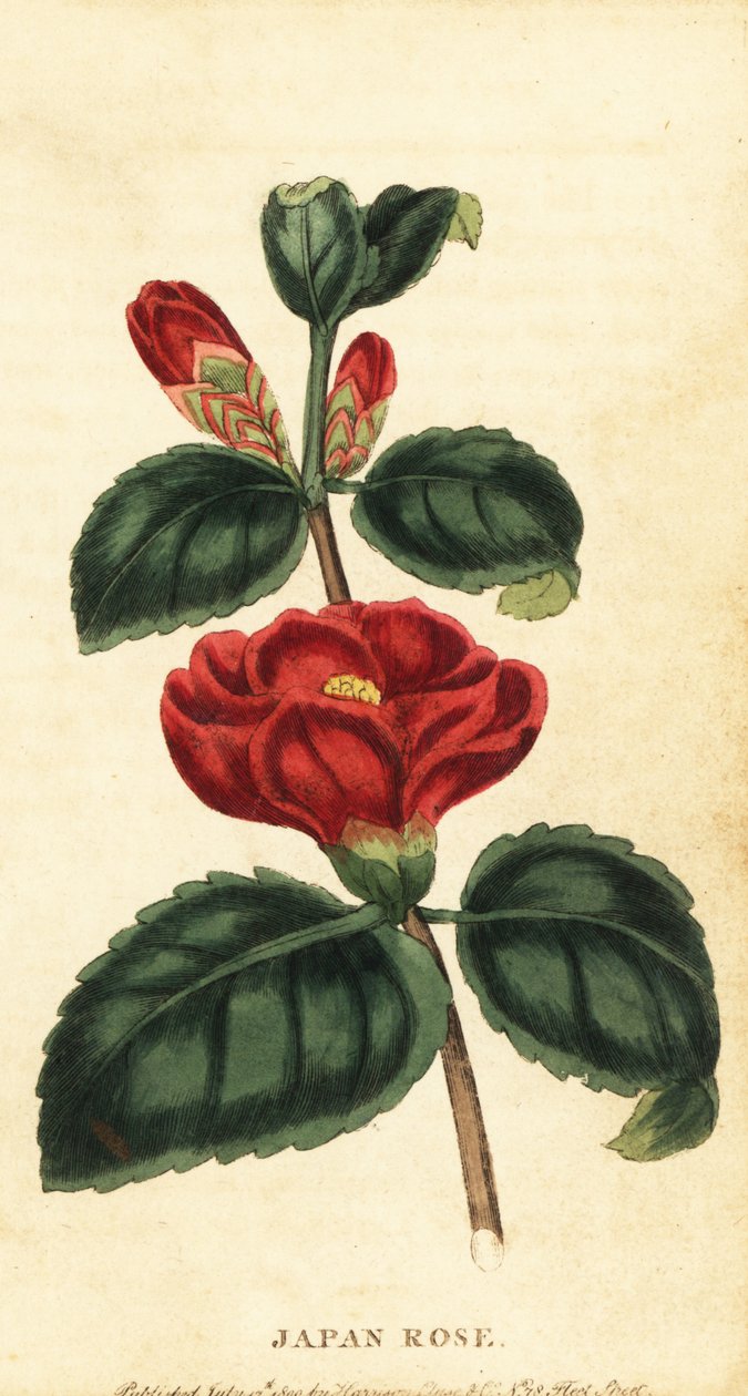 Camellia lub róża japońska, Camellia japonica. 1800 (grawerowanie) autorstwa Unbekannter Künstler