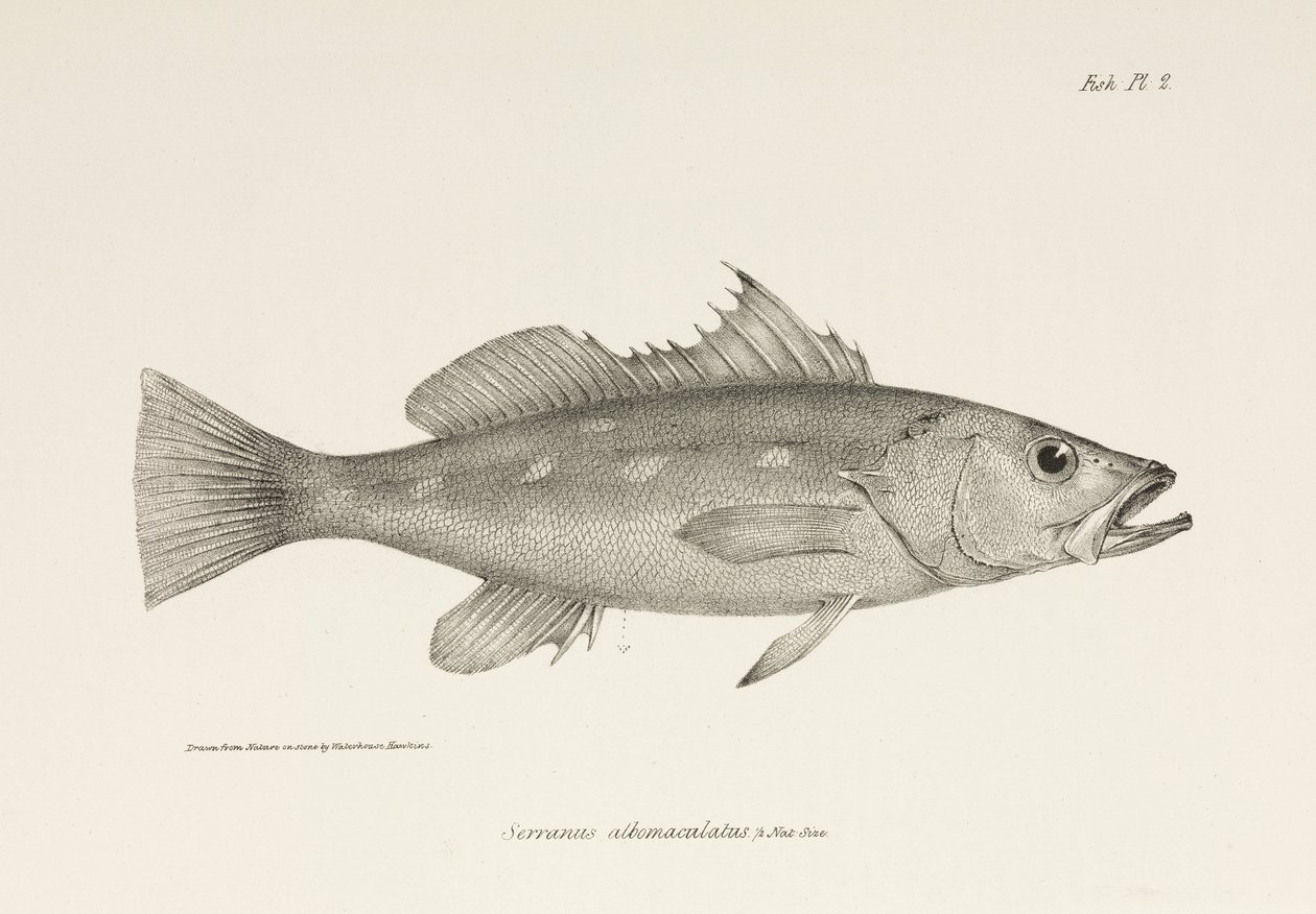 Camotillo, Ocean Spokojny, ok. 1832-1836 autorstwa Unbekannter Künstler