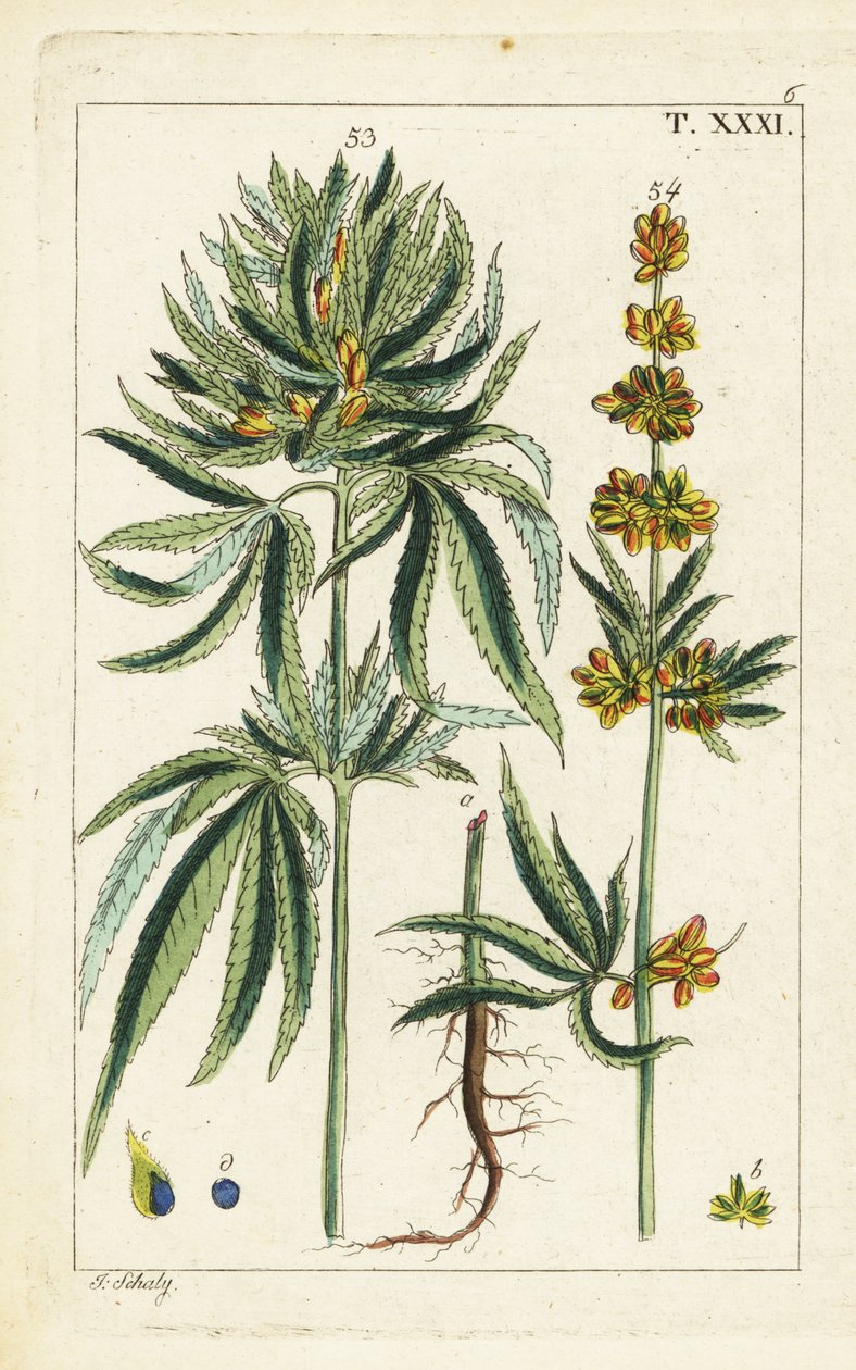Roślina konopi, Cannabis sativa. autorstwa Unbekannter Künstler