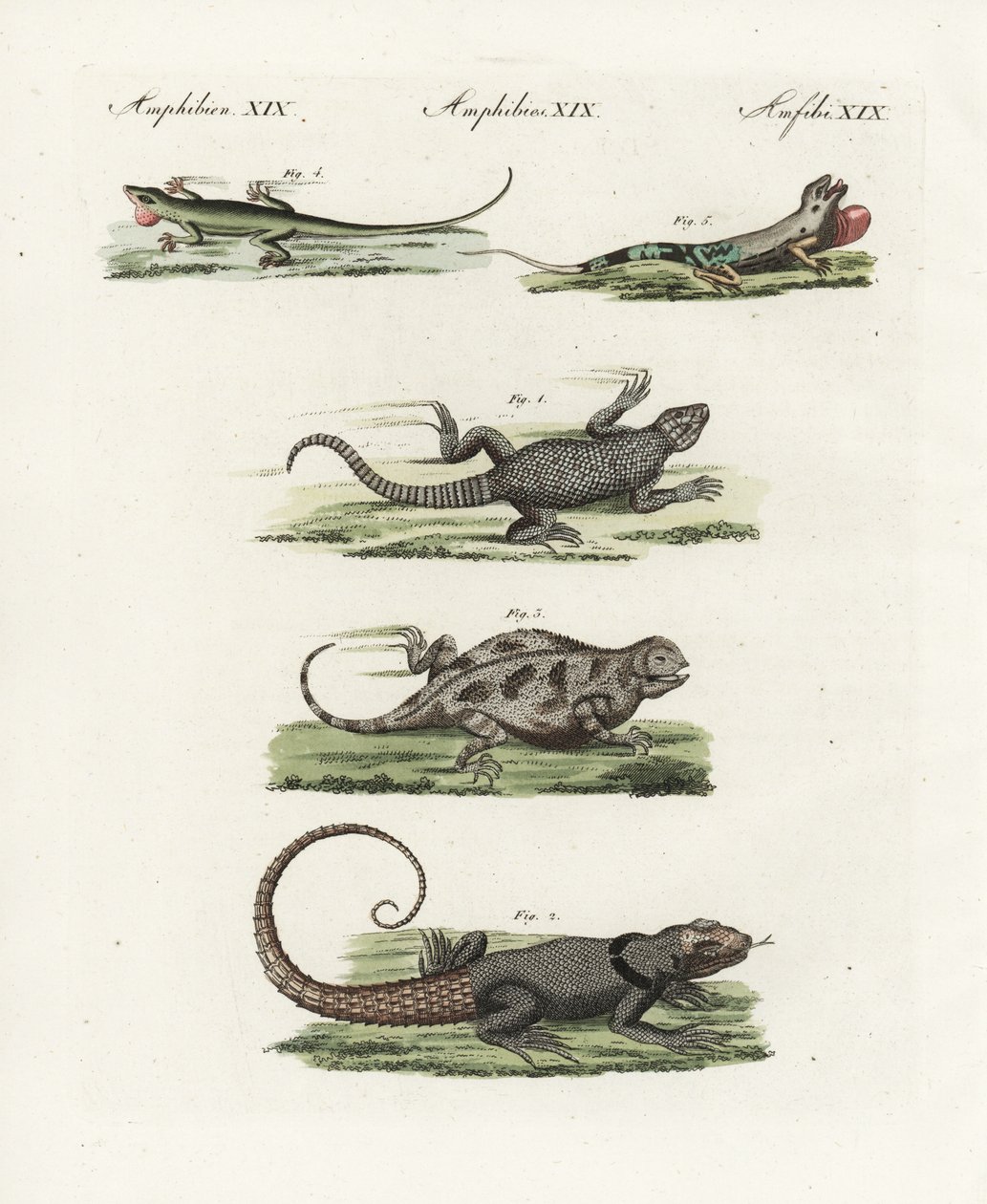 Jaszczurka przylądkowa (saurian afrykański), Cordylus cordylus 1, jerzyk madagaskarski Cuviera (lezard madagaskarski), Oplurus cuvieri 2, jaszczurka górska rogata (lezard a horn), Phrynosoma orbiculare 3, anola jamajska (lezard jamajski), Anolis garmani 4, autorstwa Unbekannter Künstler