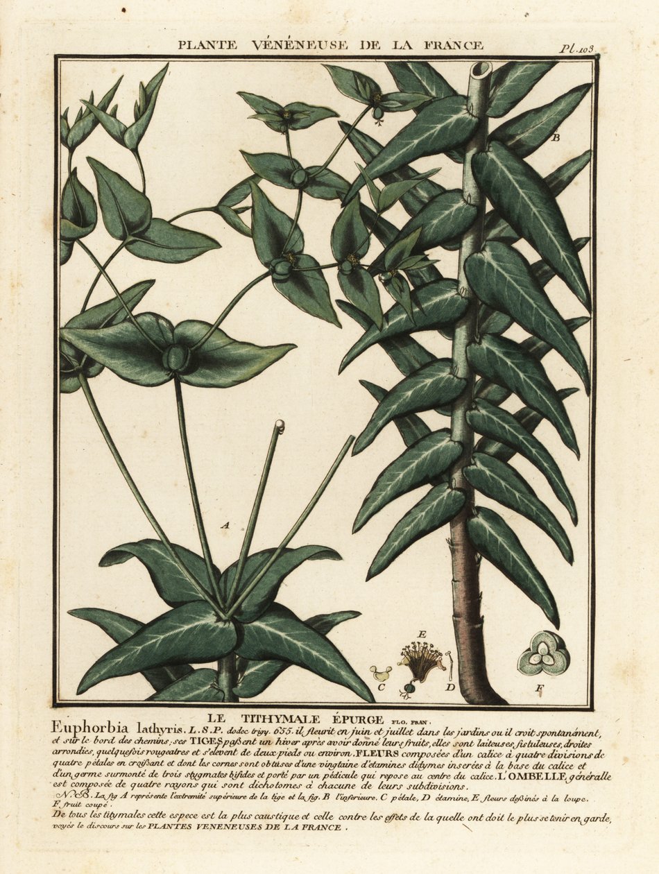 Wilczomlecz kaparowy, Euphorbia lathyris. autorstwa Unbekannter Künstler