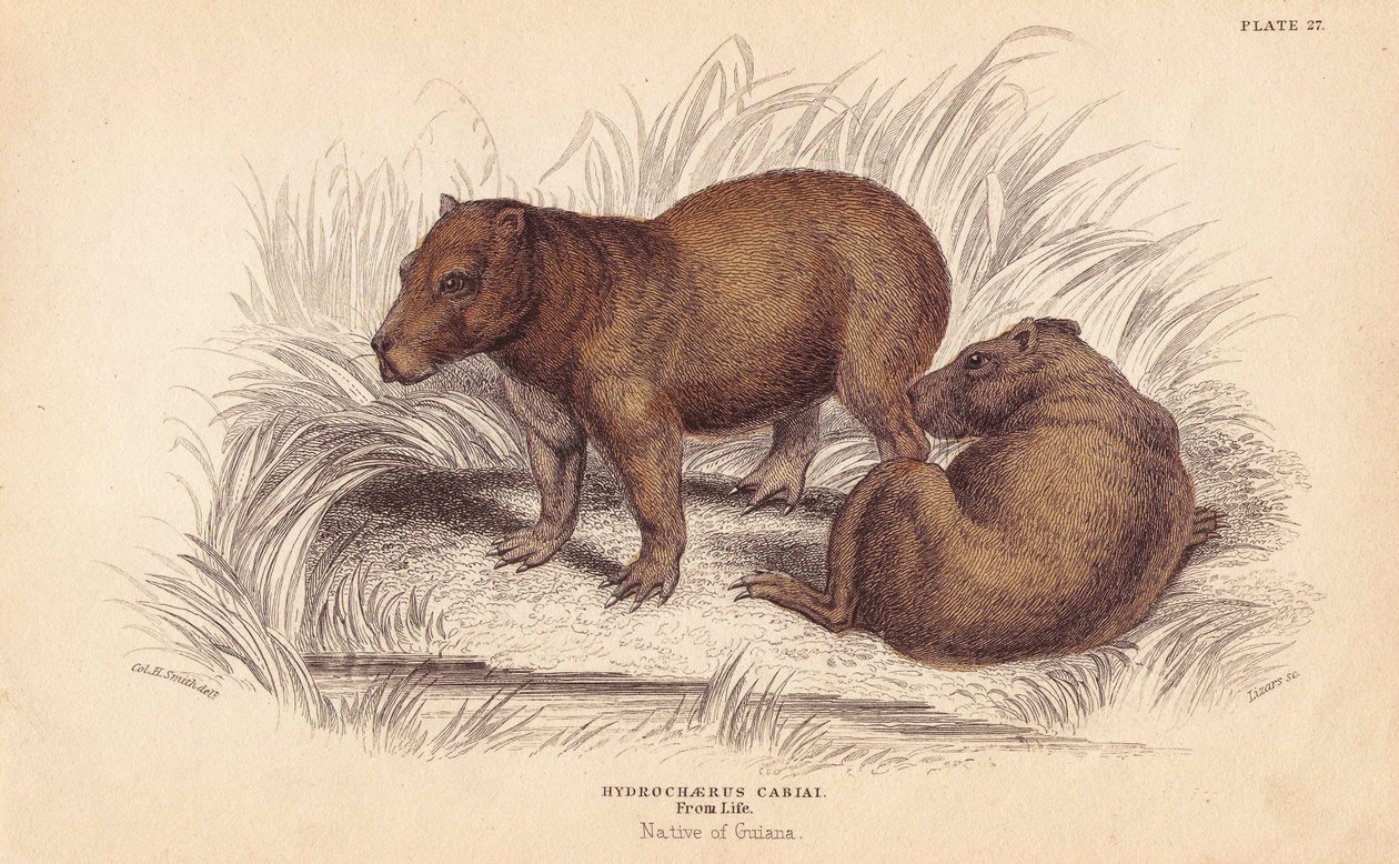 Kapibara, Hydrochoerus hydrochaeris (Hydrochaerus cabiai). Ręcznie kolorowany staloryt Lizarsa na podstawie ilustracji Charlesa Hamiltona Smitha z William Jardine